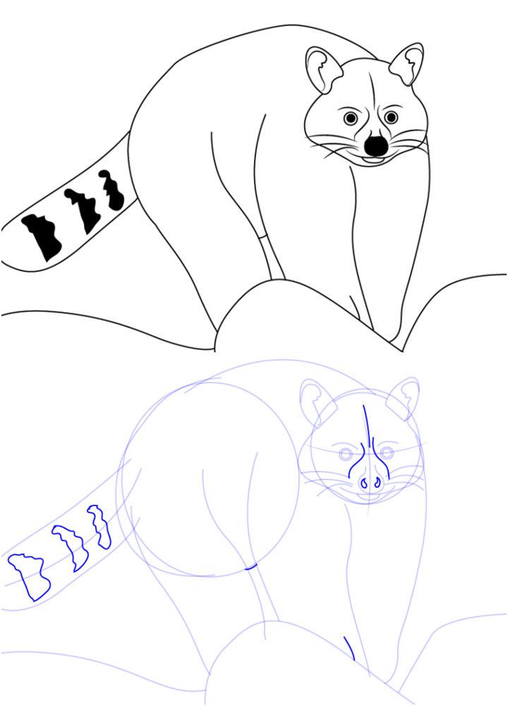 How to Draw a Raccoon