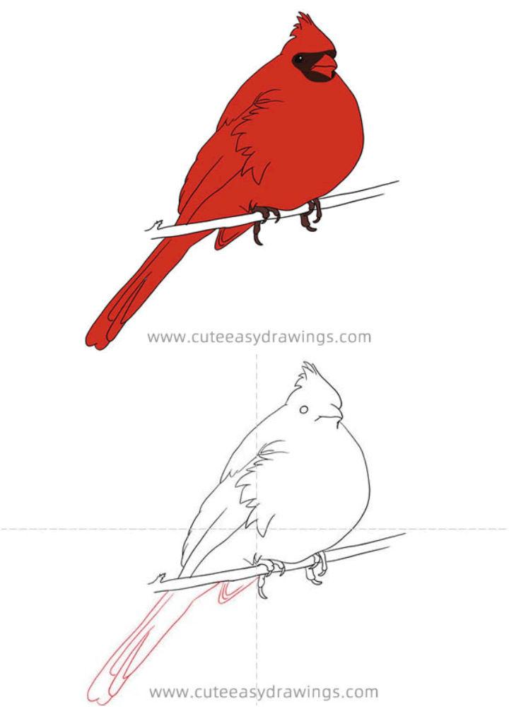 Cute Cardinal Drawing