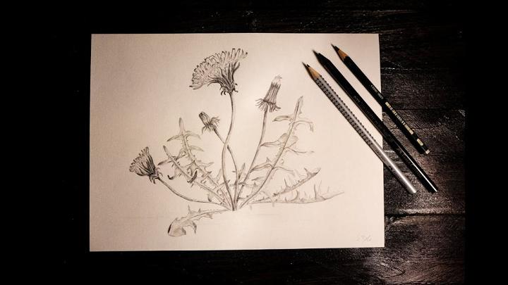 How to Draw a Realistic Dandelion
