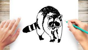 25 Easy Raccoon Drawing Ideas - How to Draw a Raccoon