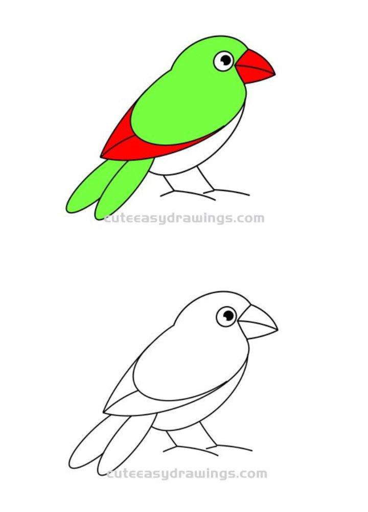 How to Draw a Red billed Parrot