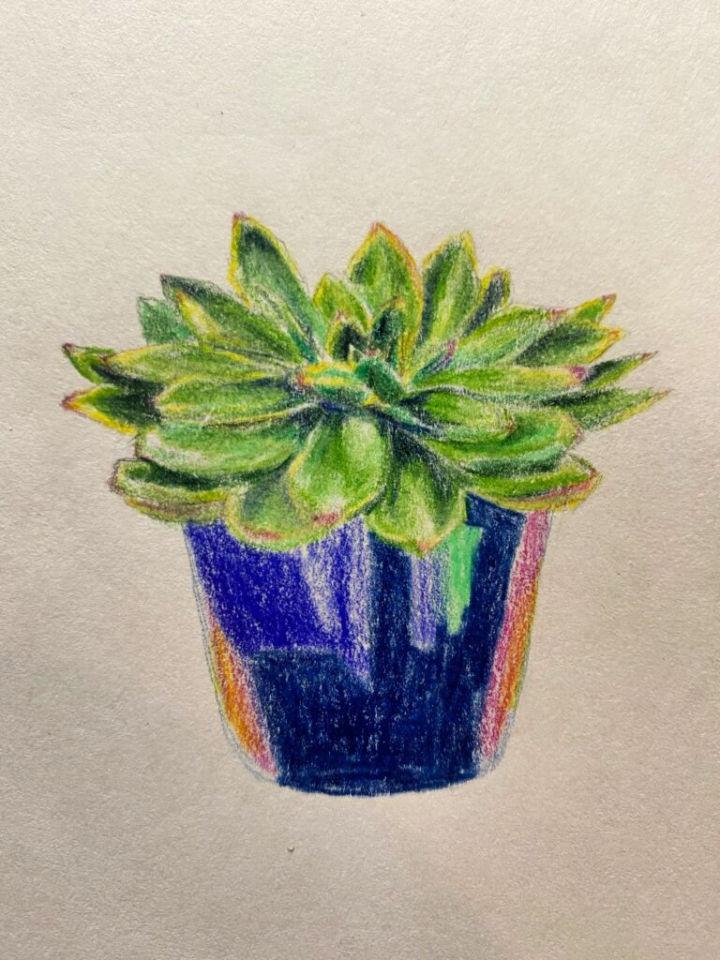 potted succulent drawing