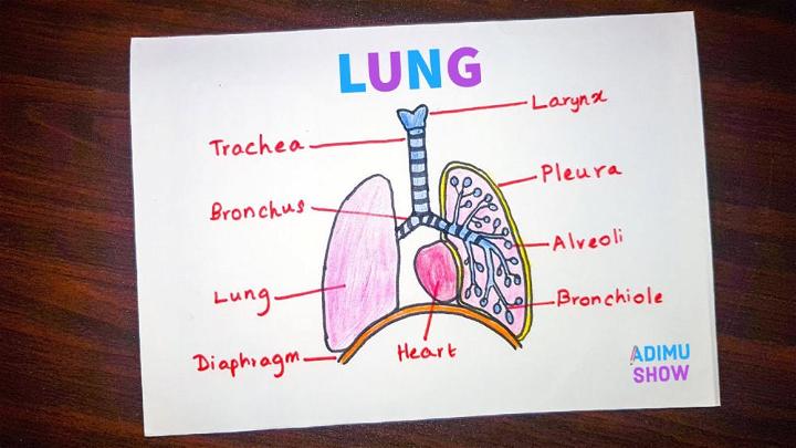 How to Draw and Label a Lungs