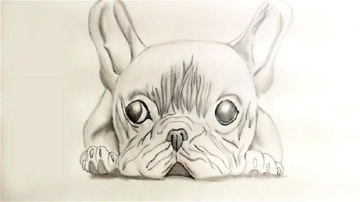 How to Sketch French Bulldog