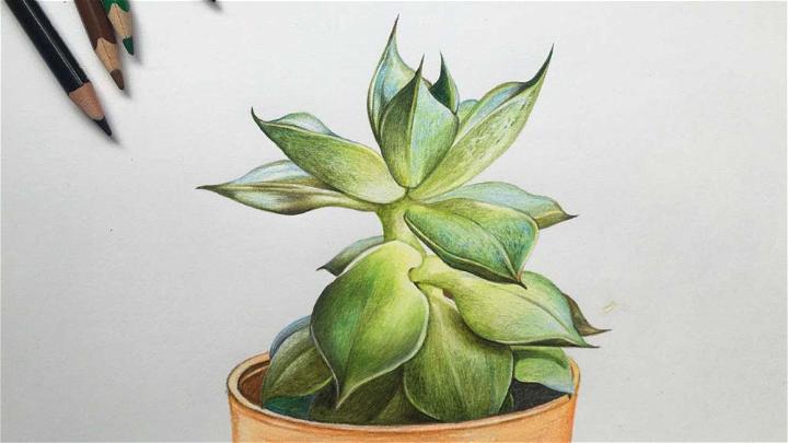 How to Sketch Succulent