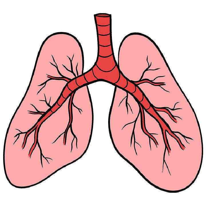 Lungs Drawing for Beginner Artists
