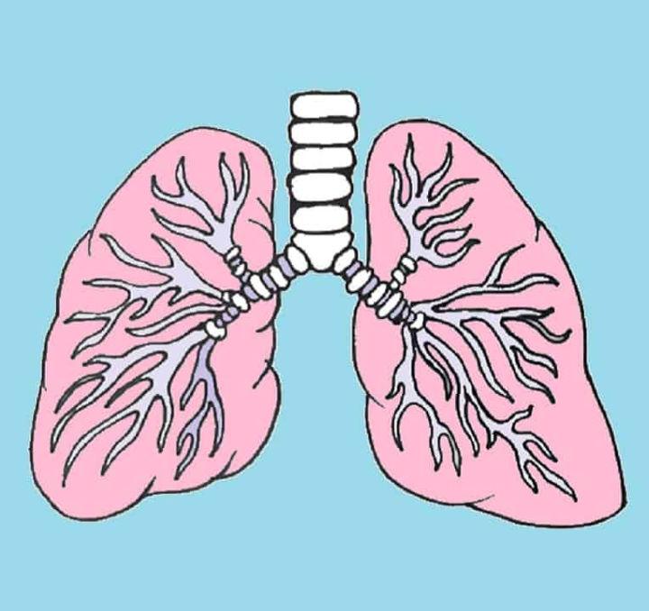 Lungs Drawing with Color