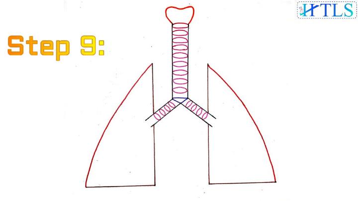 Lungs Line Drawing