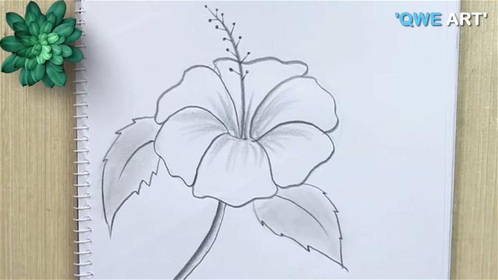 Outline Hibiscus Flower Drawing