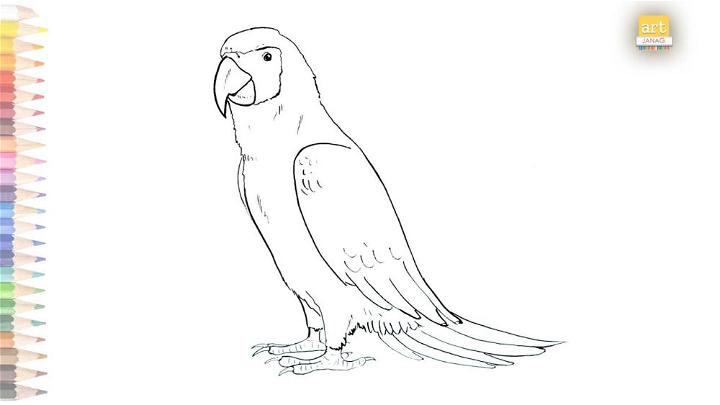 Outline Parrot Drawing