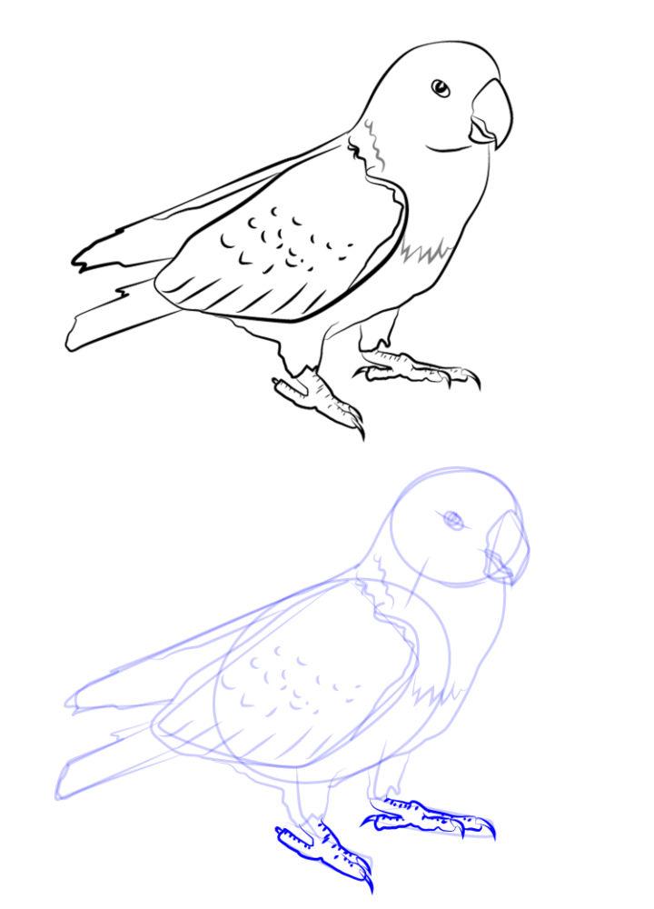 Parrot Images Drawing