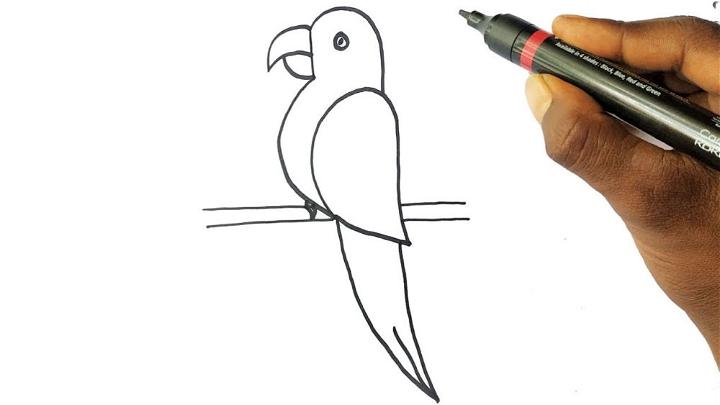 Parrot Line Drawing