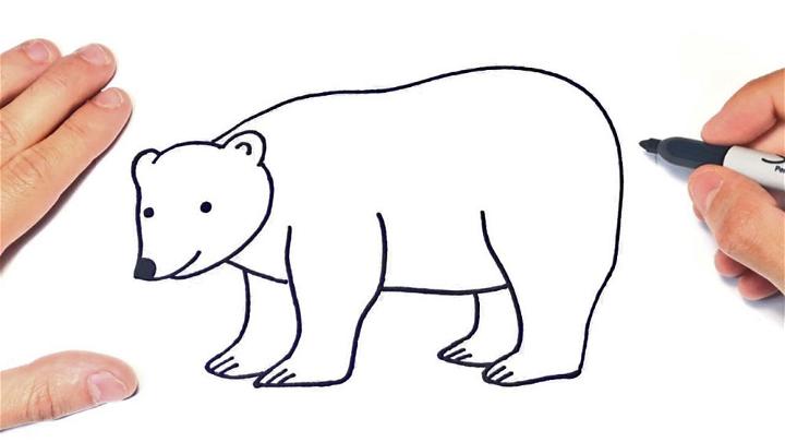 Polar Bear Sketch Drawing
