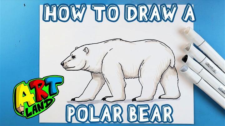 Polar Bear Step by Step Drawing