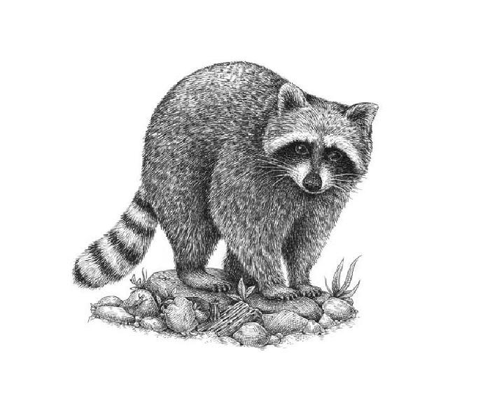 Raccoon Drawing with Pen and Ink
