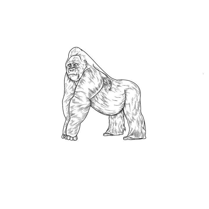 Realistic Gorilla Drawing
