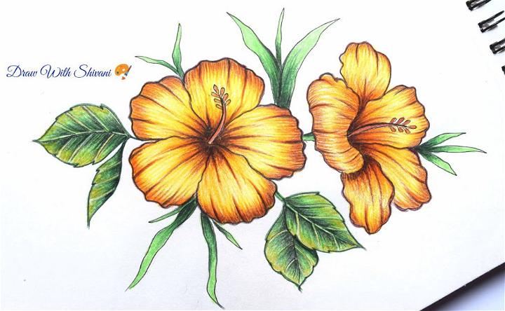 Realistic Hibiscus Flower Drawing