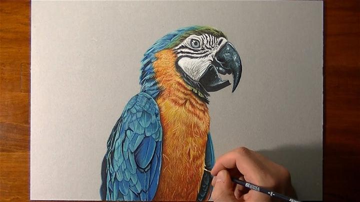 Realistic Parrot Drawing