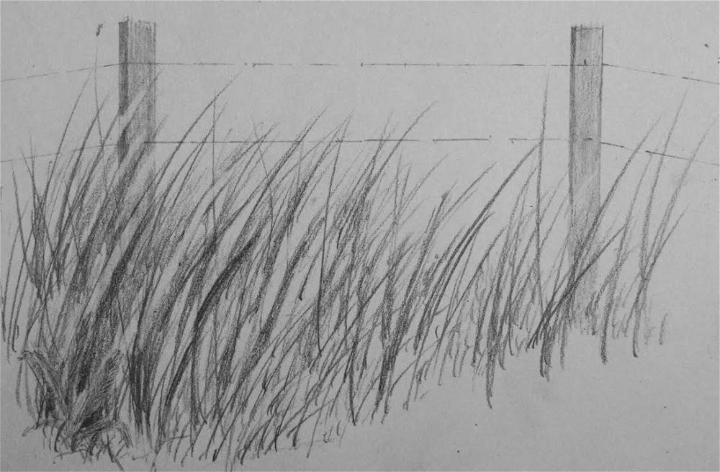 Realistic Tall Grass Drawing