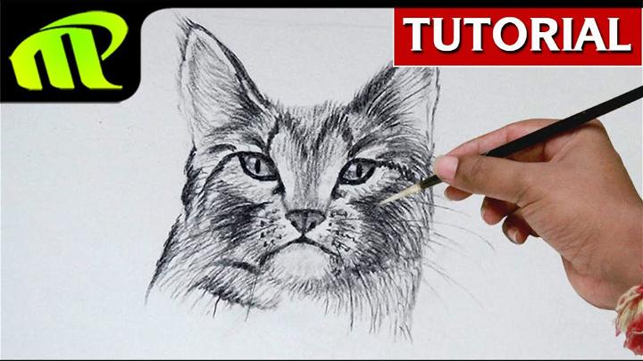 Simple Cat Face Drawing