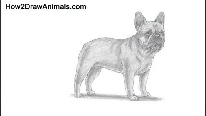 Simple French Bulldog Drawing