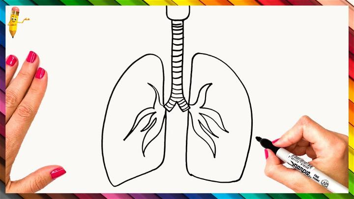 Simple Lung Drawing Step by Step