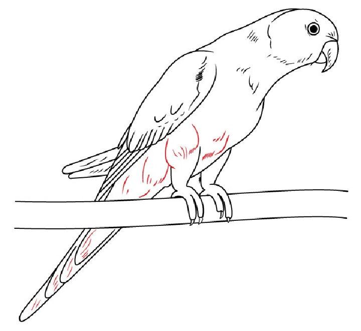 Simple Parrot Drawing