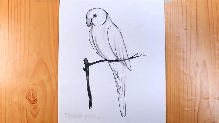 Simple Pencil Shading Parrot Drawing
