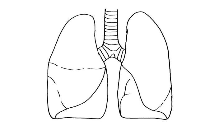 how to draw a real lungs