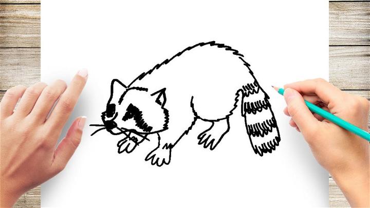 Simple Way to Draw a Raccoon