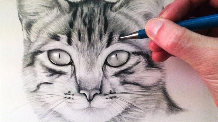 realistic cat face drawings