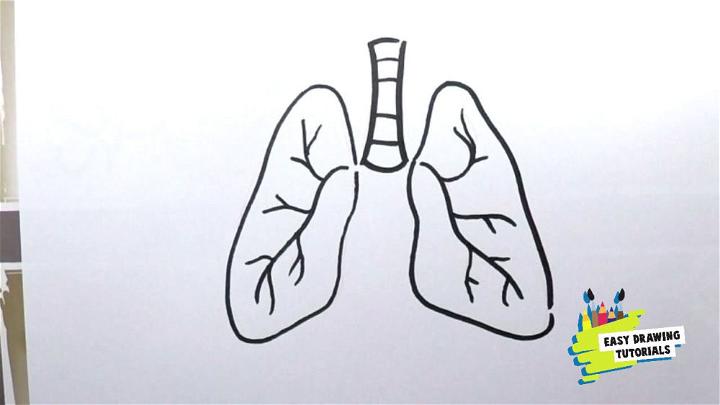 Sketch Drawing of Lungs