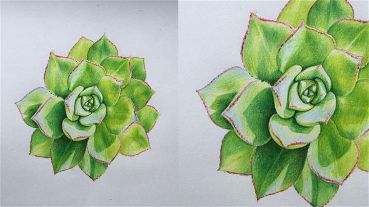 Succulent Drawing in Colour Pencils
