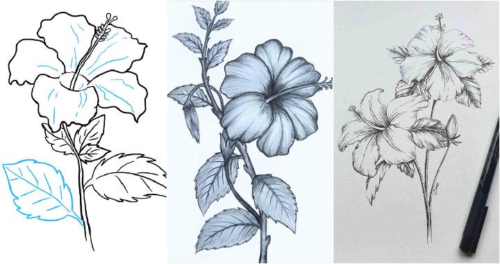 Aggregate more than 148 hibiscus flower pencil sketch super hot