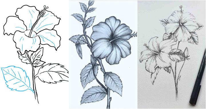 Hibiscus flower drawing hand draw flower vase illustration, vector sketch,  decorative pencil art, bouquet of floral coloring page, and book isolated  on white background clipart. 19016004 Vector Art at Vecteezy