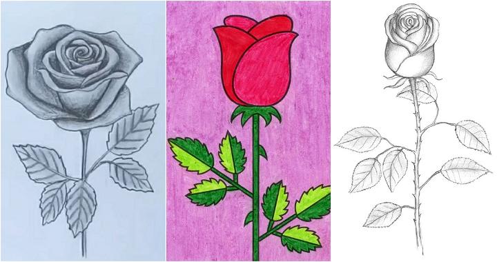 25 Easy Rose Drawing Ideas - How to Draw a Rose