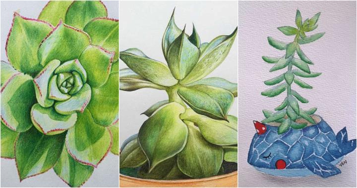 potted succulent drawing