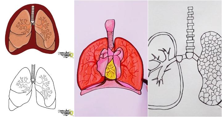 25 Easy Lungs Drawing Ideas - How to Draw Lungs