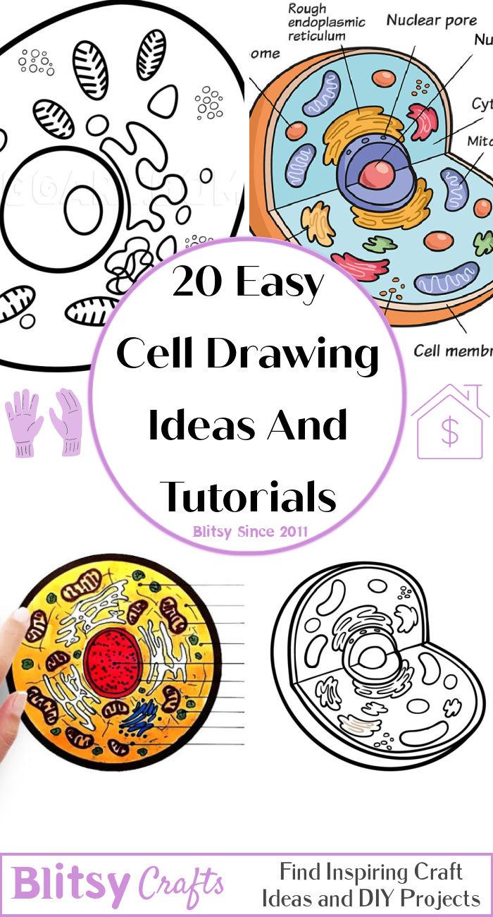 20 Easy Cell Drawing Ideas – How to Draw a Cell - Gbee