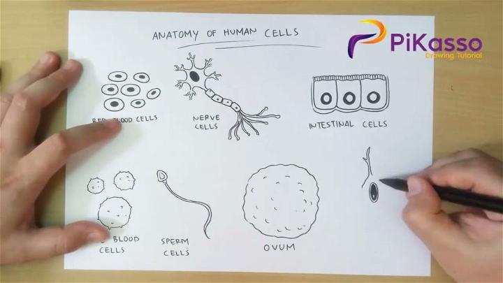 Anatomy of Human Cells Drawing