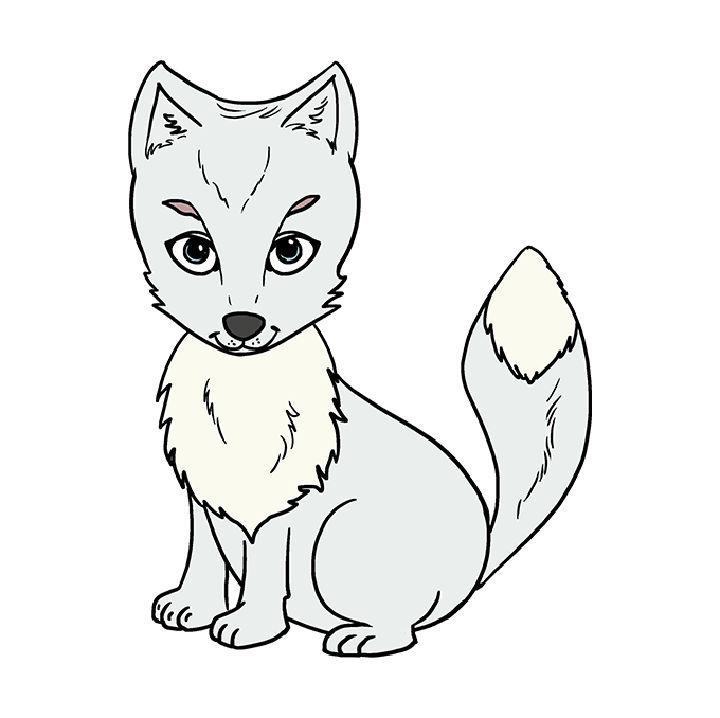 Arctic Fox Drawing for Beginner