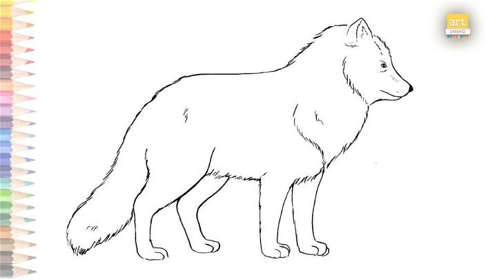 Arctic Fox Drawing