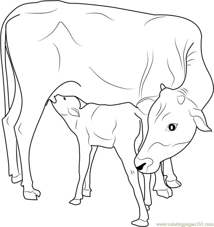 Baby Cow Coloring Pages to Print