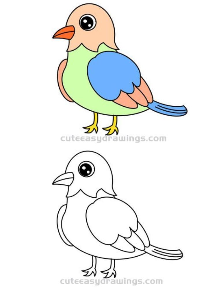 Beautiful Bird Drawing