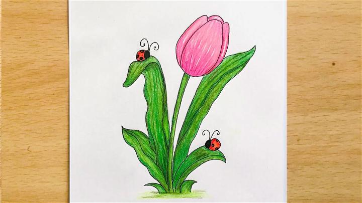 Beautiful Tulip Drawing