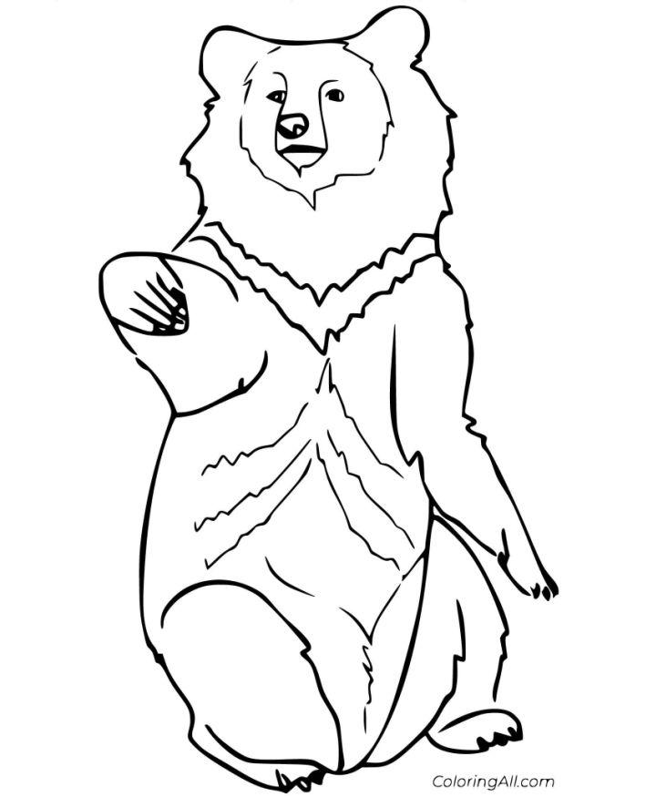 Coloring Pages of Black Bear
