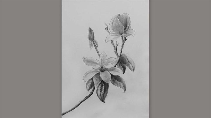 Black and White Magnolia Flower Drawing