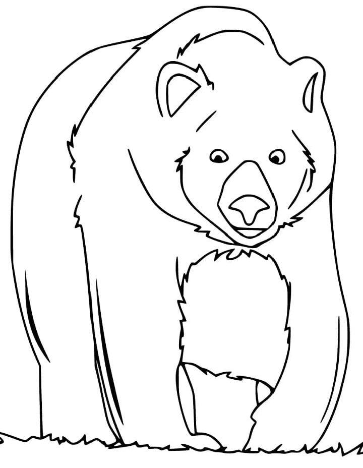 Brown Bear Coloring Pages and Activities