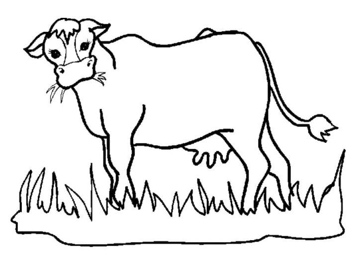 Coloring Pages of Cow