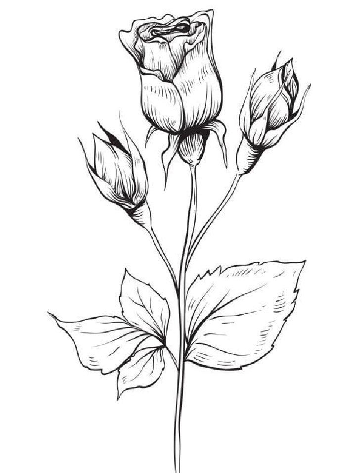 Coloring Pages of Free Rose